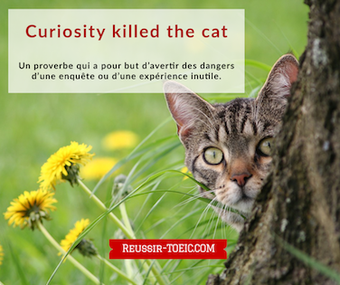  Curiosity killed the cat 